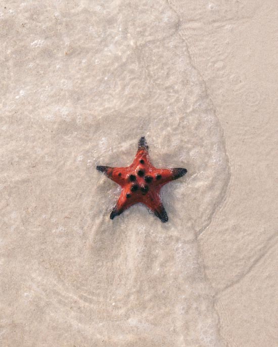 Why You Shouldn’t Pick up Starfish Northabroad