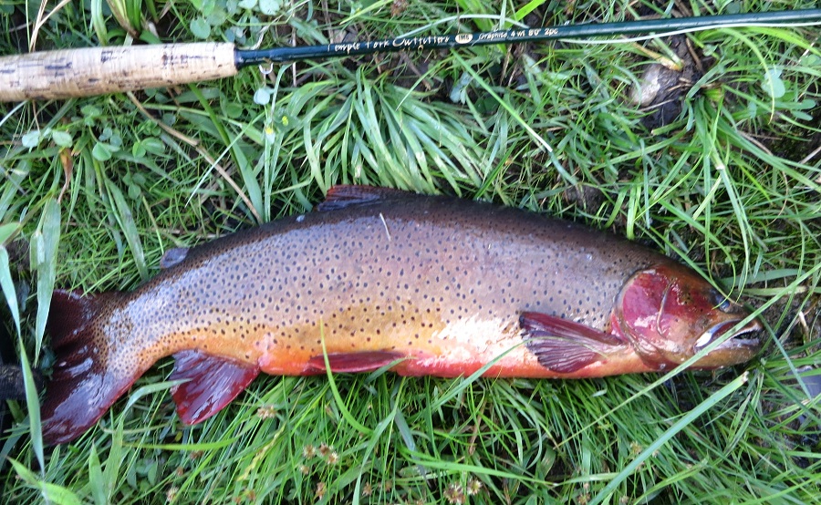 The North American Trout Site