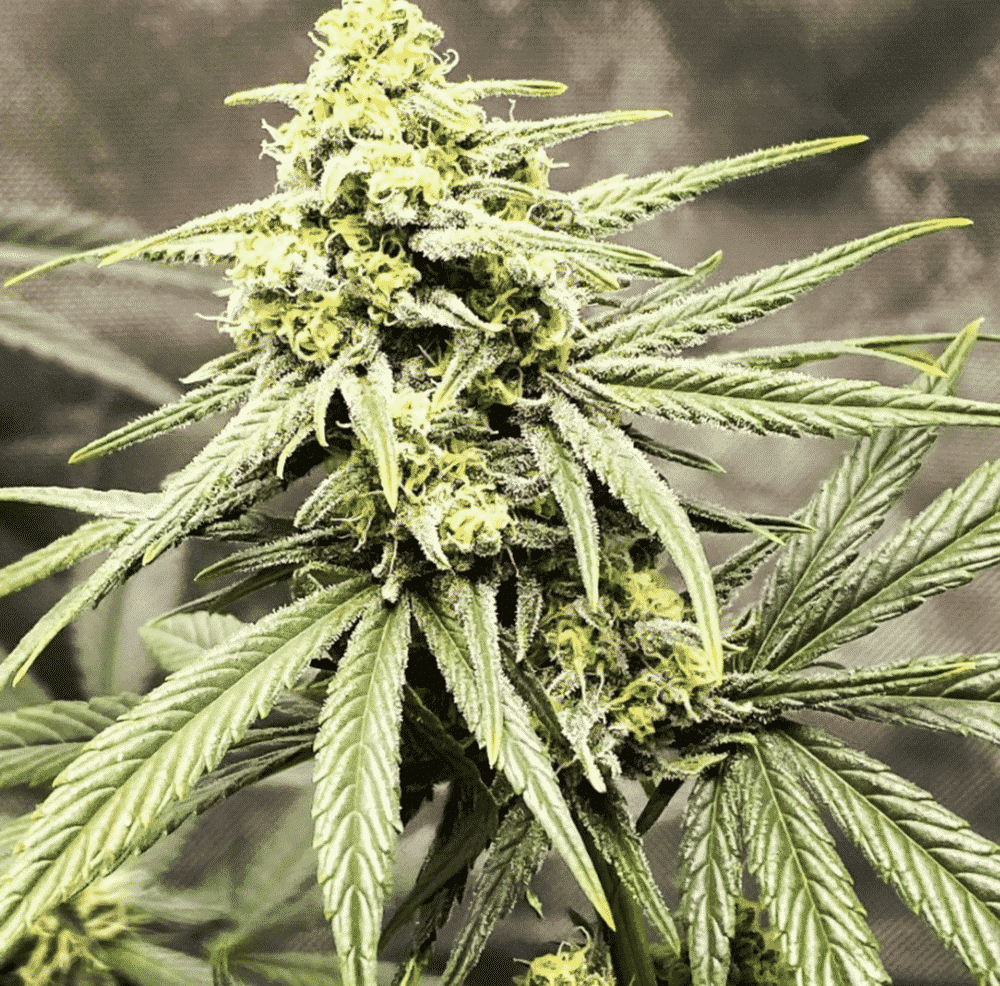 Trainwreck (Arcata Cut) (F) » NASC No Fungus Amongus