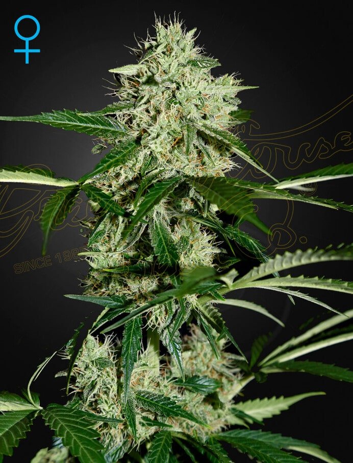 Northern Lights Auto » Greenhouse Seed Co., Greenhouse Seed Co