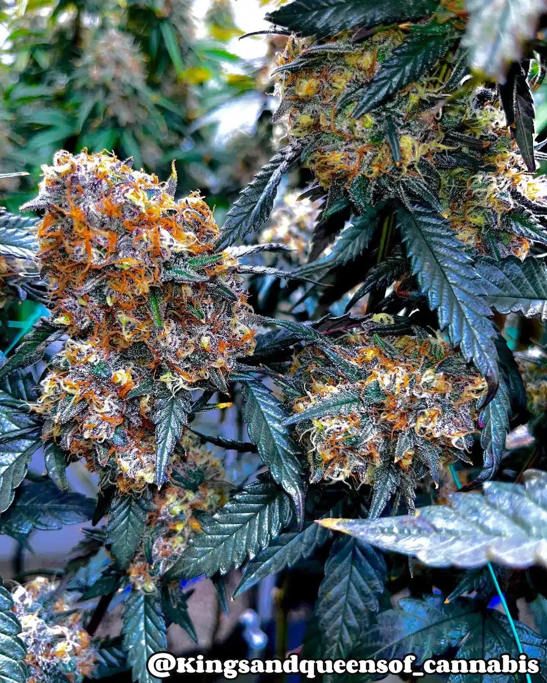 Bubble Runtz (F) North Atlantic Seed Co.