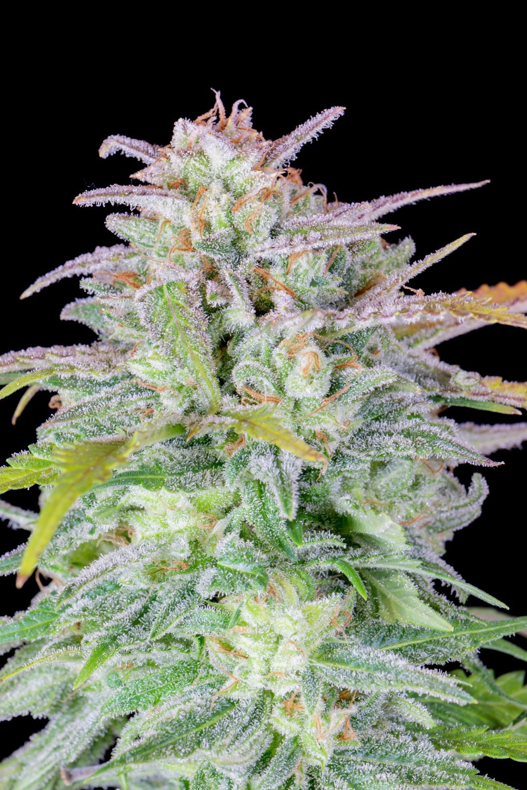 Original Afghan Kush Auto North Atlantic Seed Co.