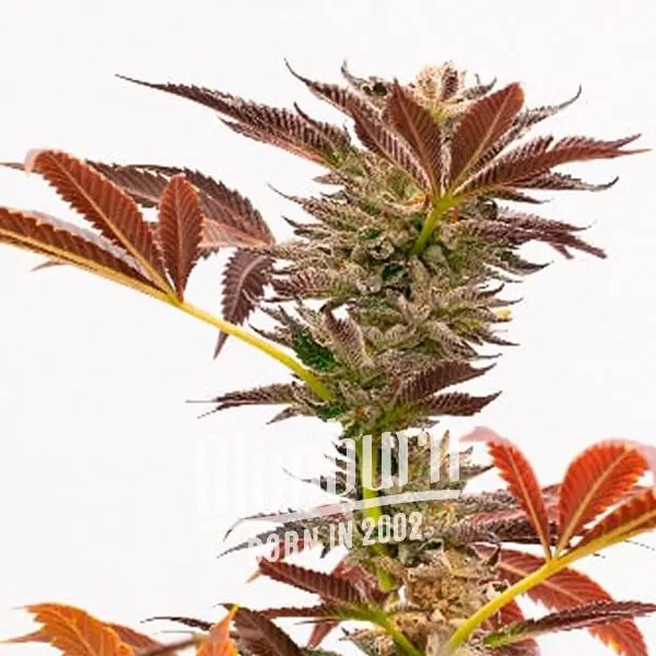 Purple Kush Auto North Atlantic Seed Co.