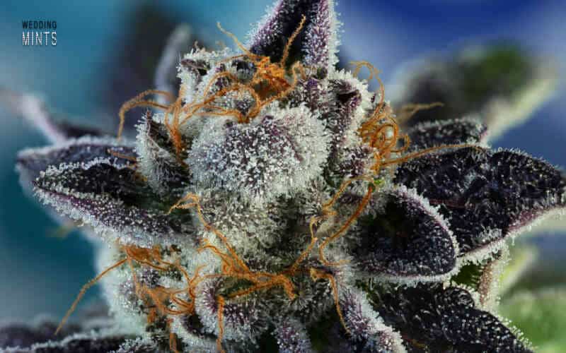 Wedding Mints (R) North Atlantic Seed Co.