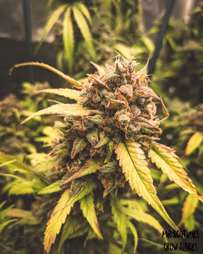 Bear Assed Monkey Auto North Atlantic Seed Co.