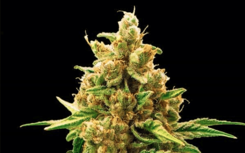 Cake Batter (F) North Atlantic Seed Co.