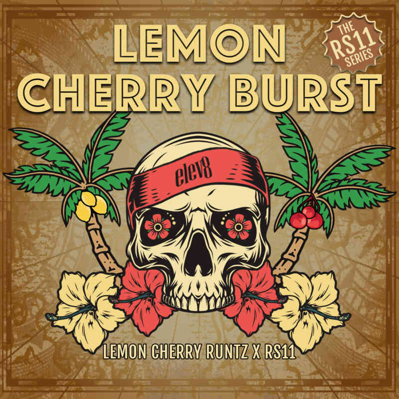 Lemon Cherry Burst (F) North Atlantic Seed Co.