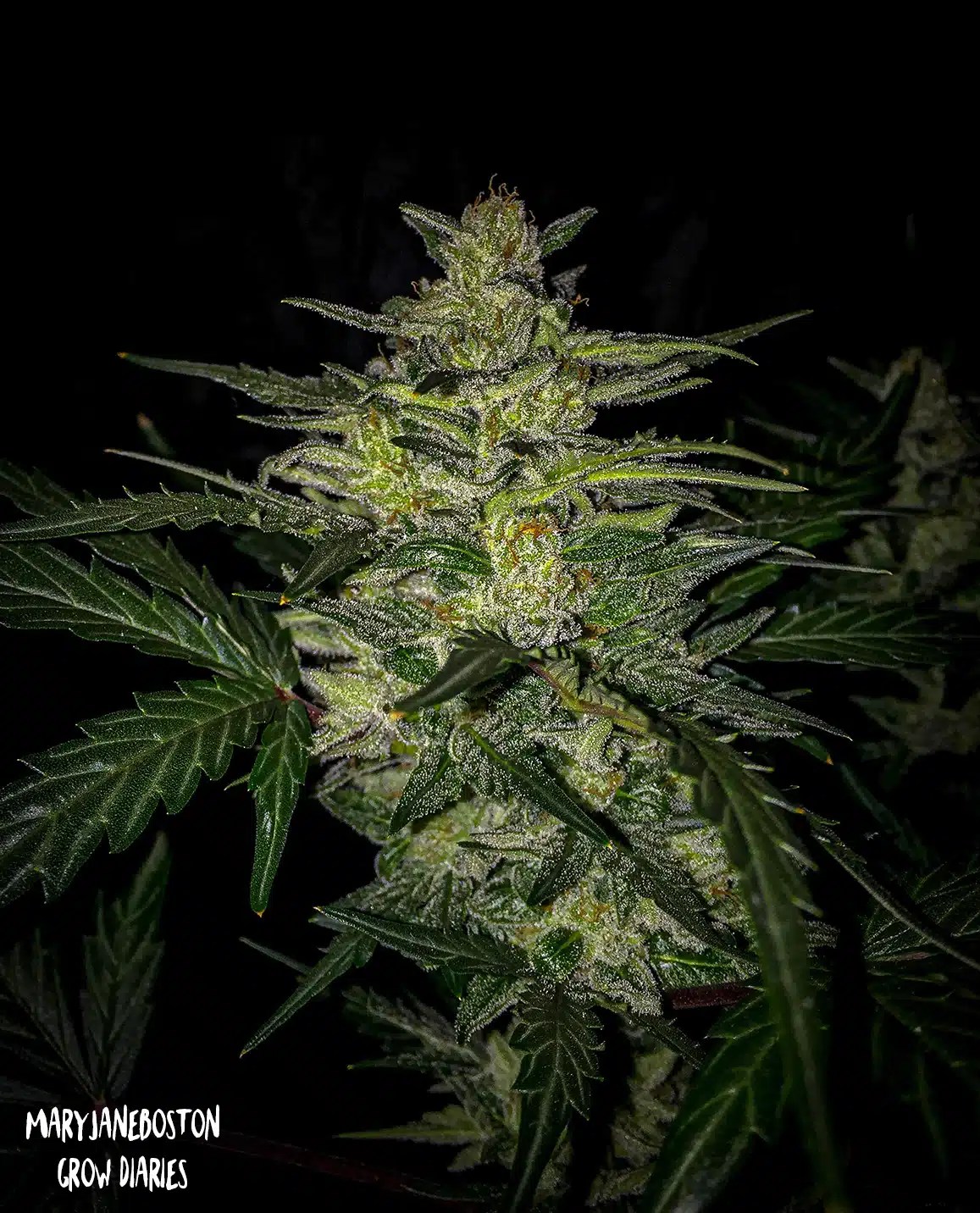 Skylar White Auto [LIMITED] » Mephisto Autos, Seeds