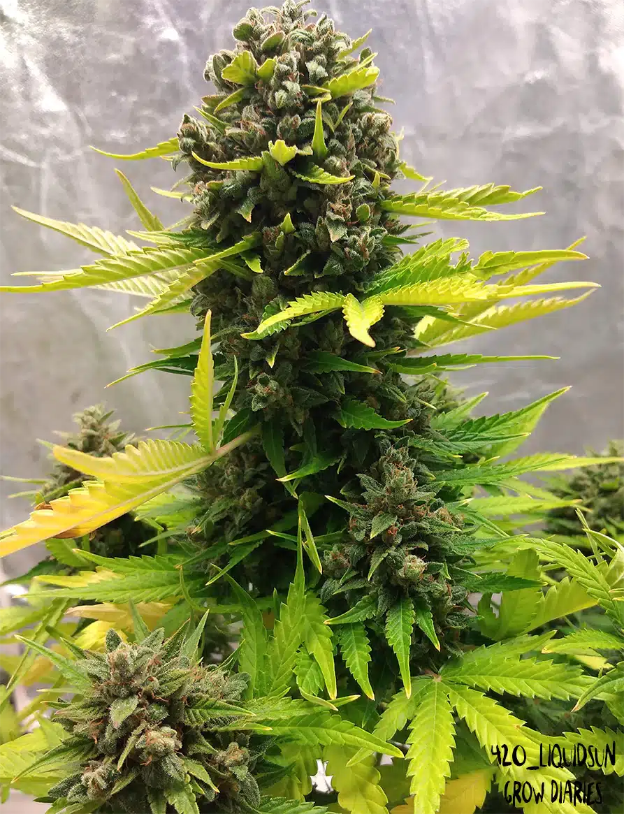 Stilton Special Auto [LIMITED] » Mephisto Autos, Seeds