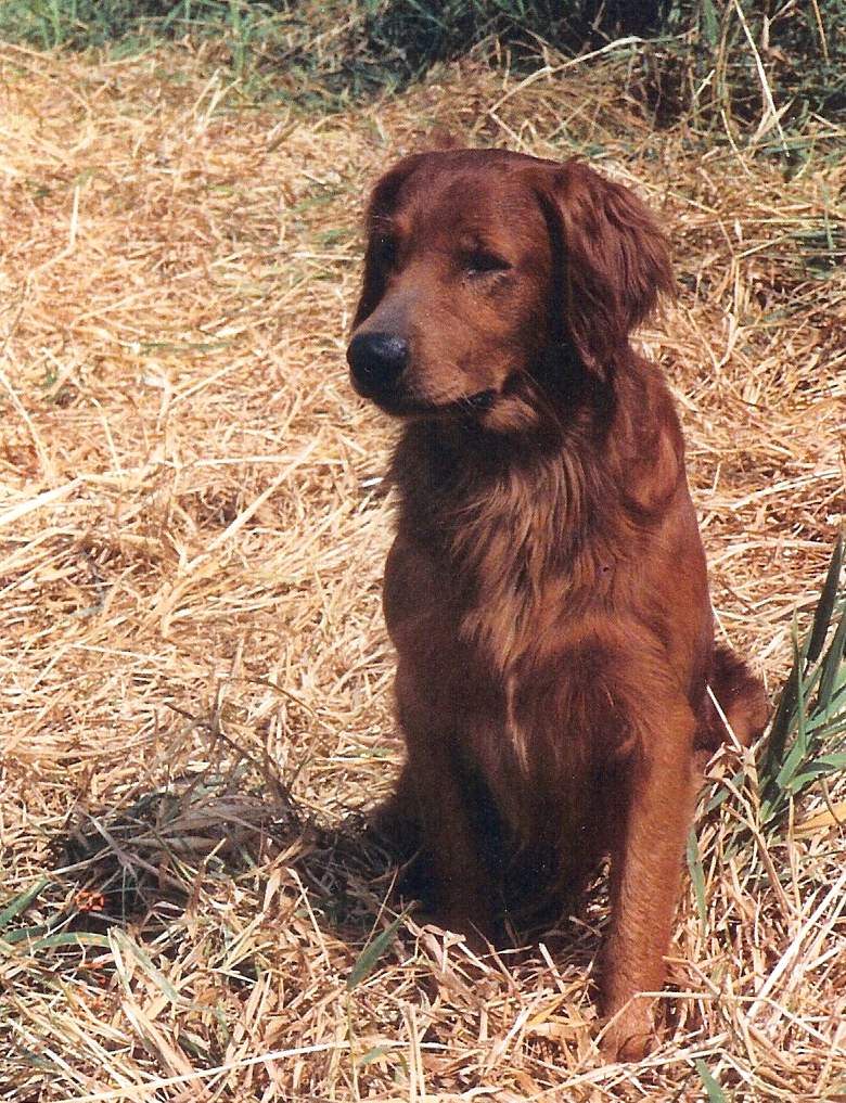 Information About North Bend Retriever Kennel