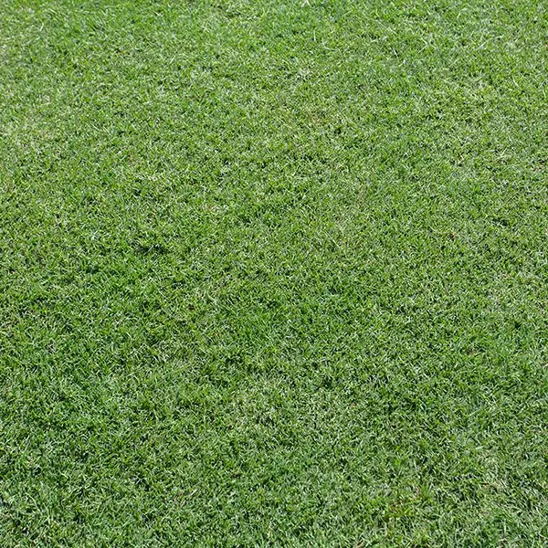 Nullarbor Couch North Brisbane Landscapes