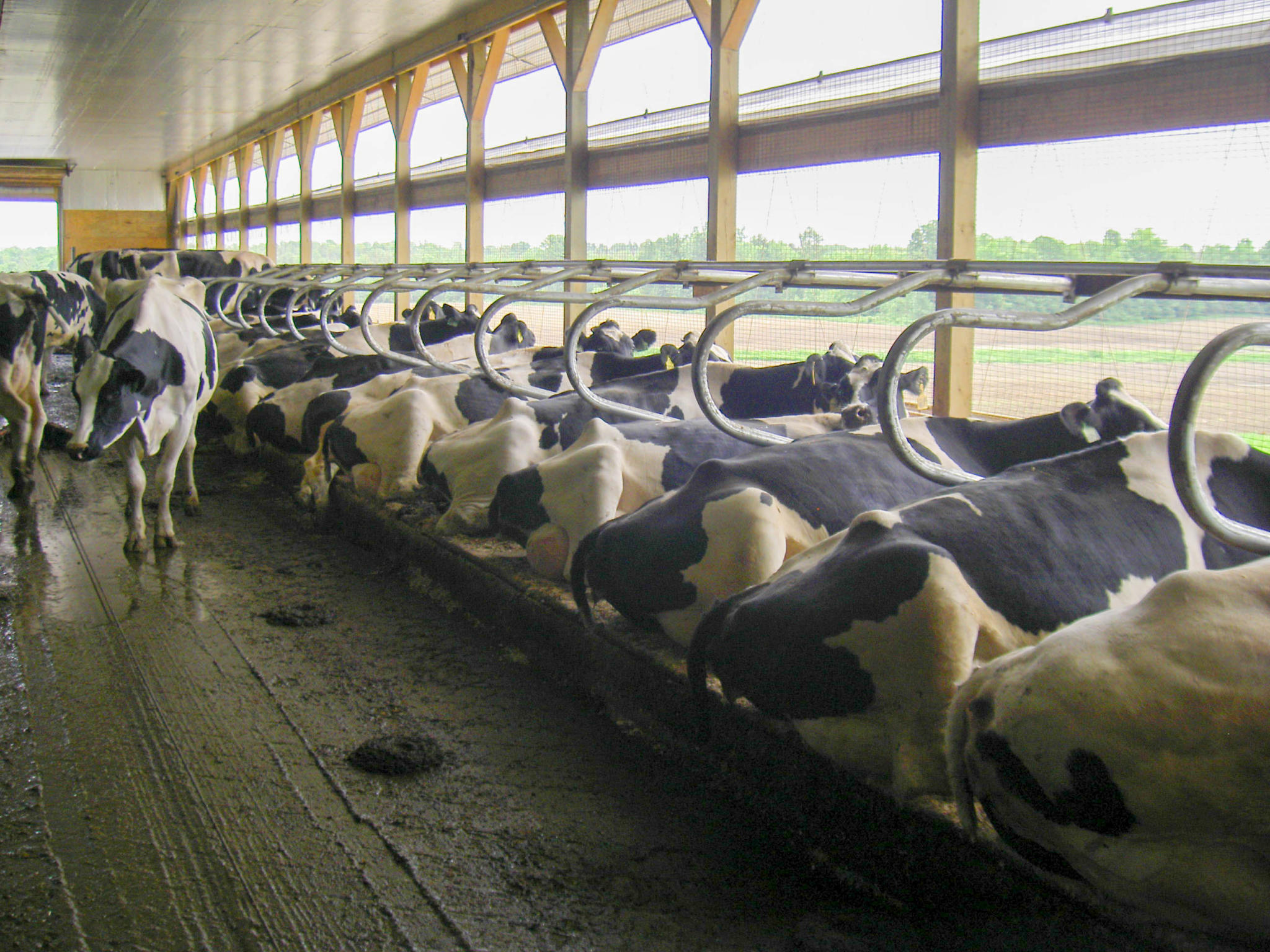 Cow Comfort Increasing animal health and production with memory foam