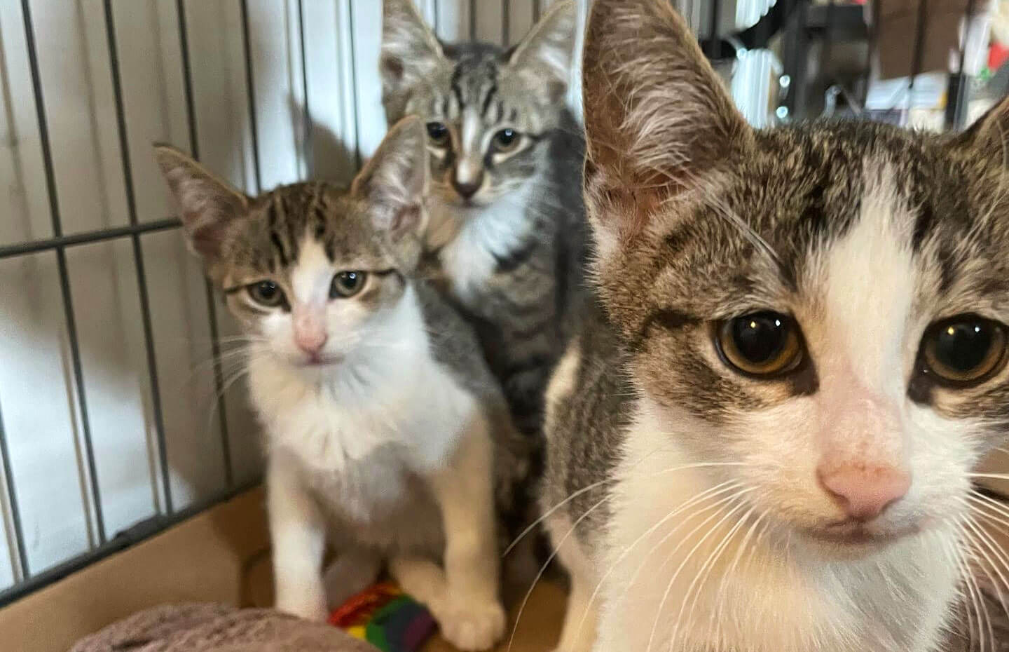 Home North Brooklyn Cats