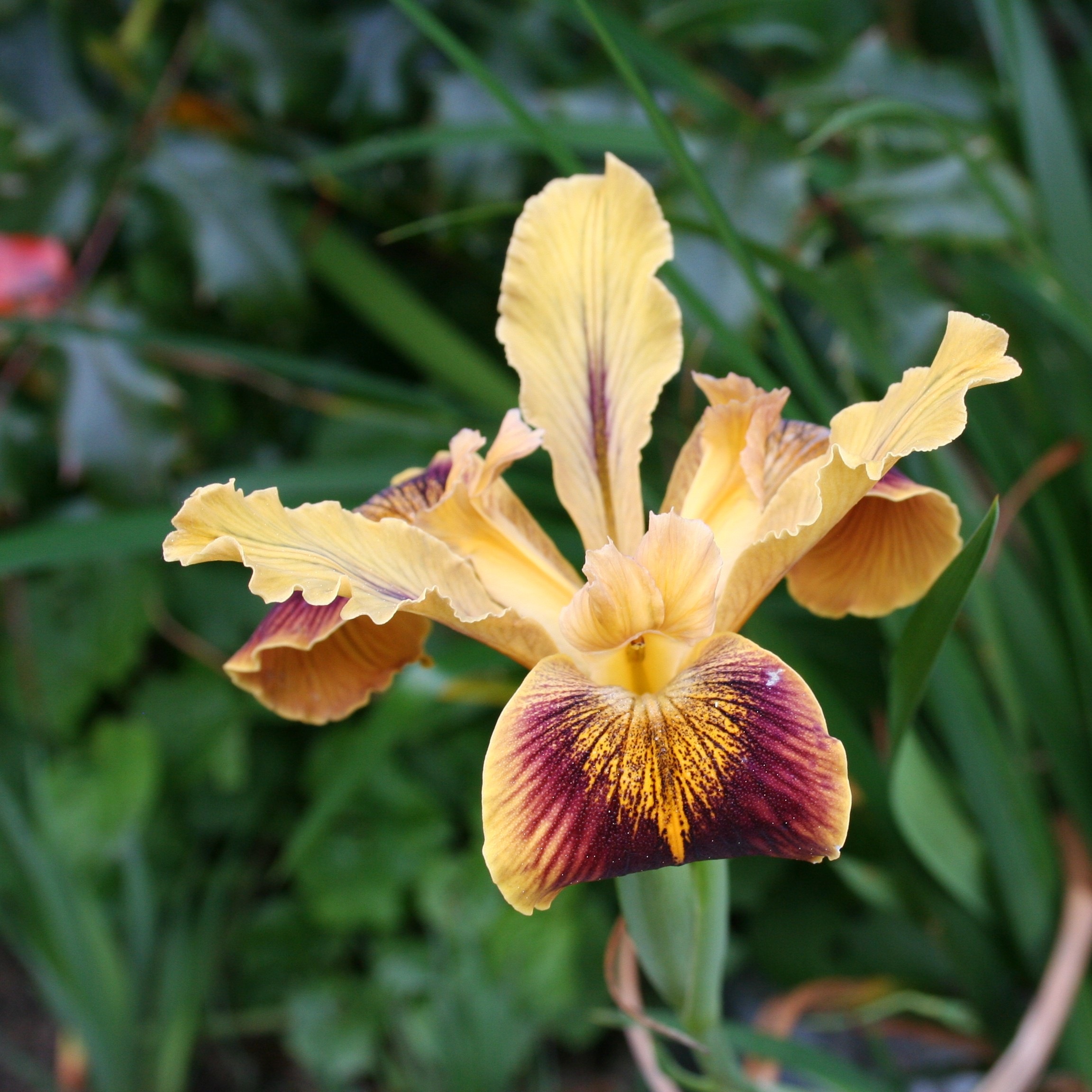 DeerResistant Plantings You Can't F*** Up ⋆ North Coast Gardening