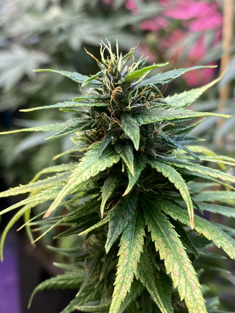 Red Poison Hybrid Strain, African Seed Strain, Auto Flower Green Poison