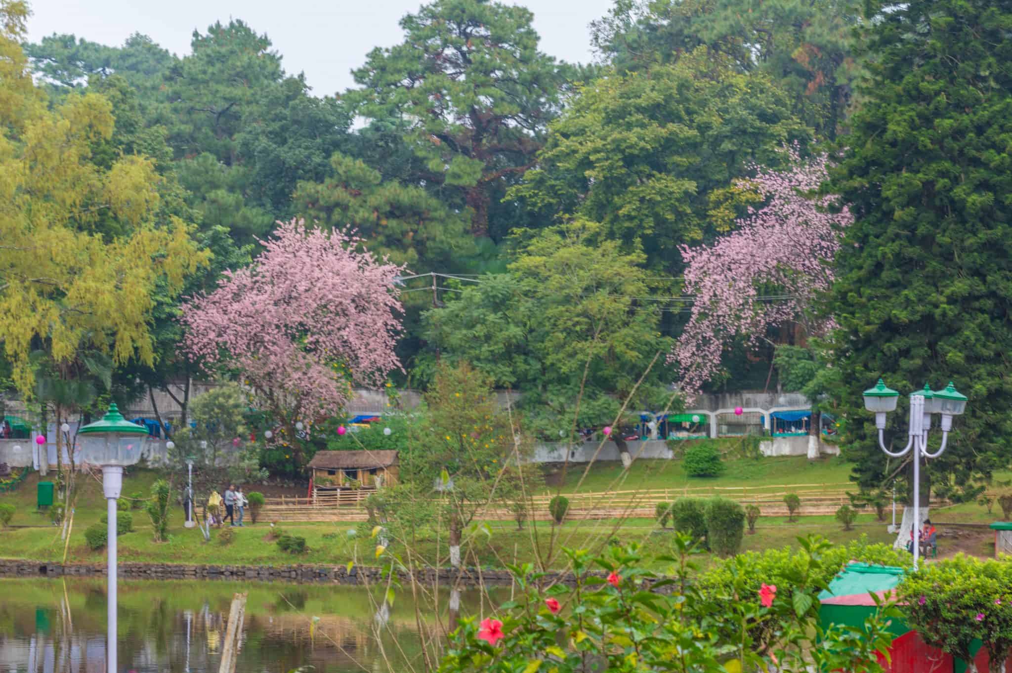 cherry blossom festival shillong 2023 dates Shillong Cherry Blossom Festival 2019 Book Your Trip Here