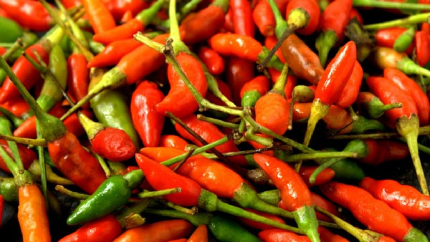 Mizoram to export 'bird's eye chilli' to US Northeast Live
