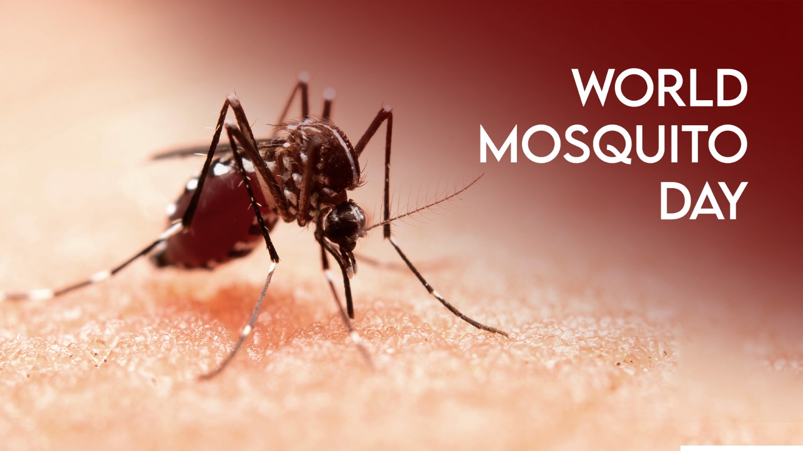 World Mosquito day 2023 Why it is celebrated?