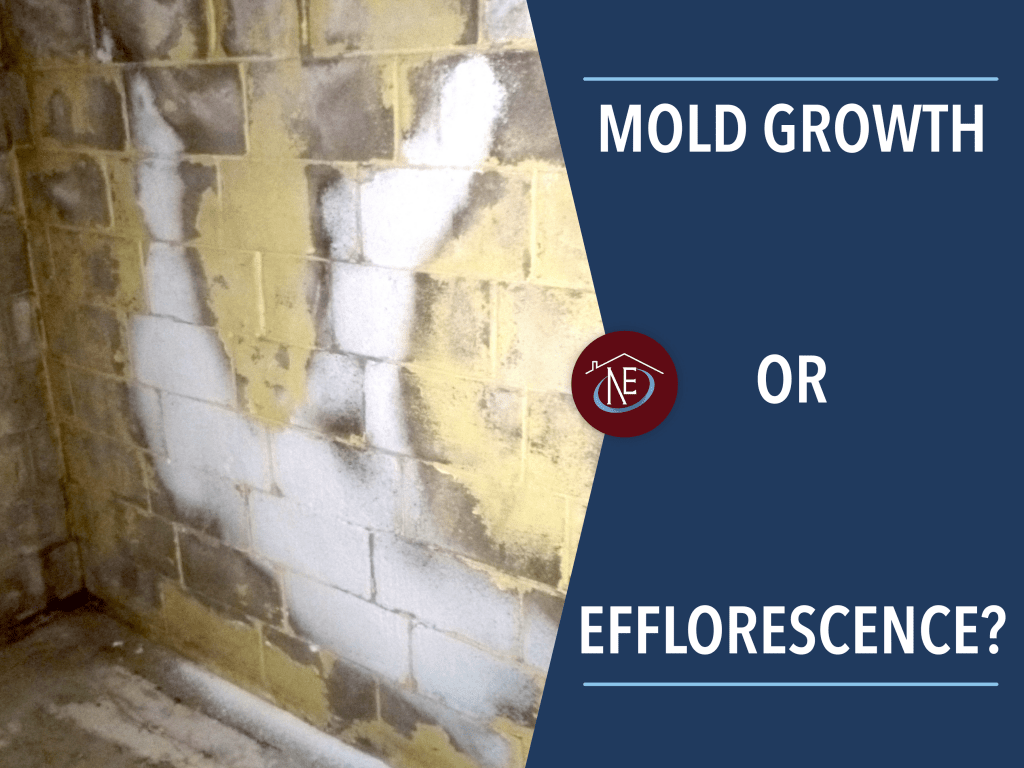 Mold Growth or Efflorescence? Northeast Property Restoration