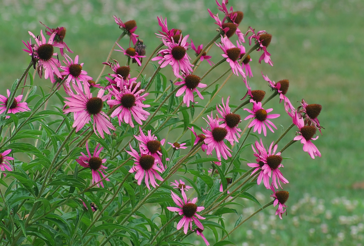 azirtips Native East Tennessee Flowers / Wonderful Wildflower And