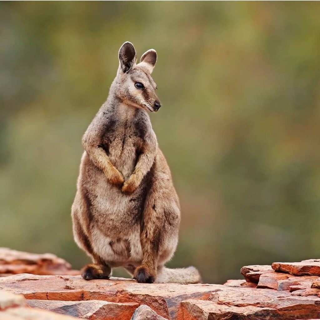 Norther BlackFlanked Rock Wallaby West Macs Christmas