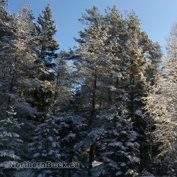 Northern Buck Canada Ontario