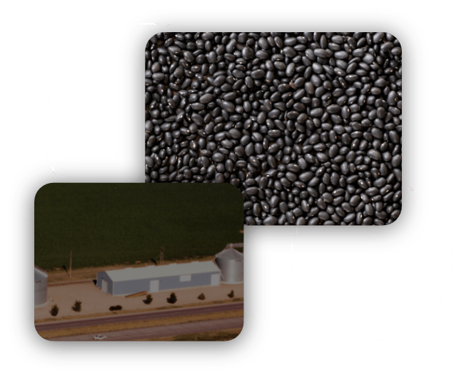 Black Beans Northern Feed and Bean