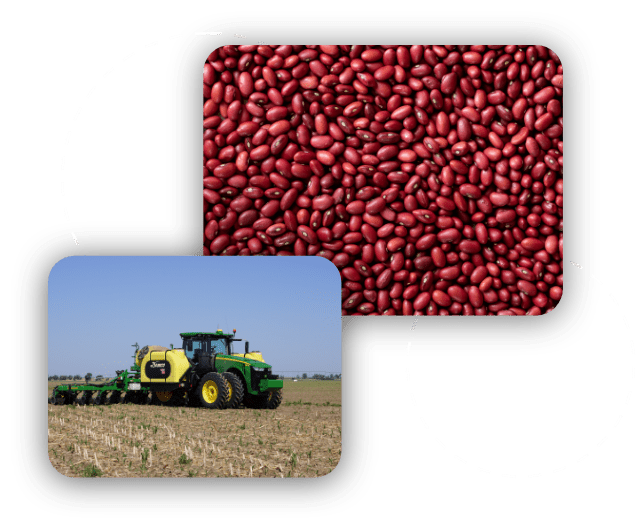 Small Red Beans Northern Feed and Bean