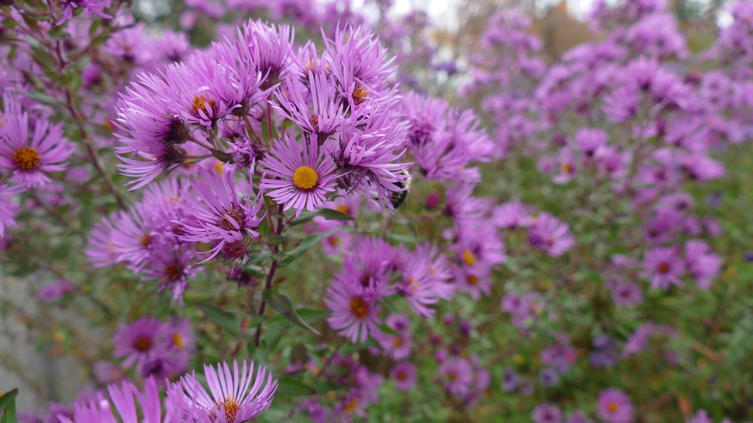 asters support pollinators in fall