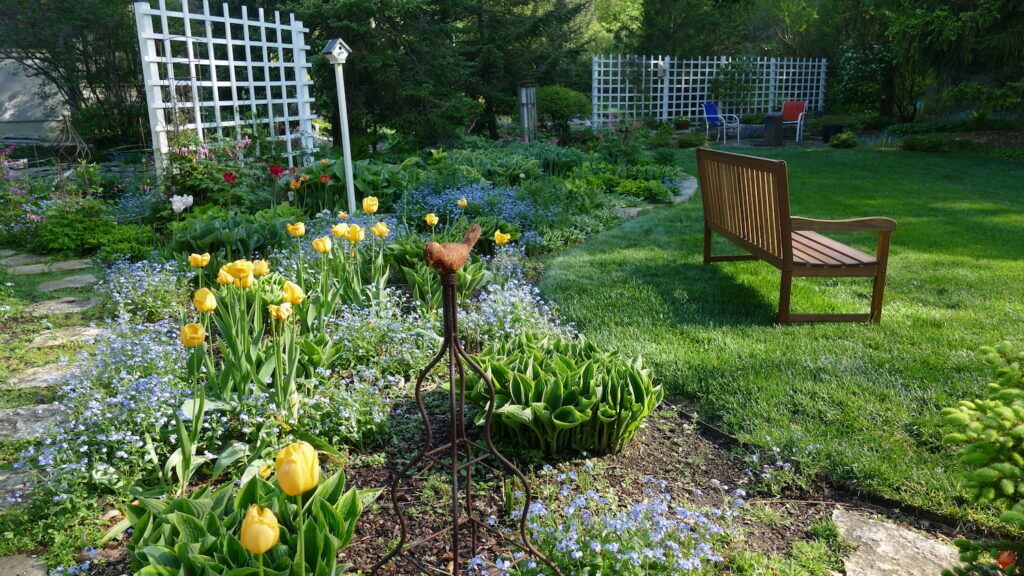 tulip spring garden