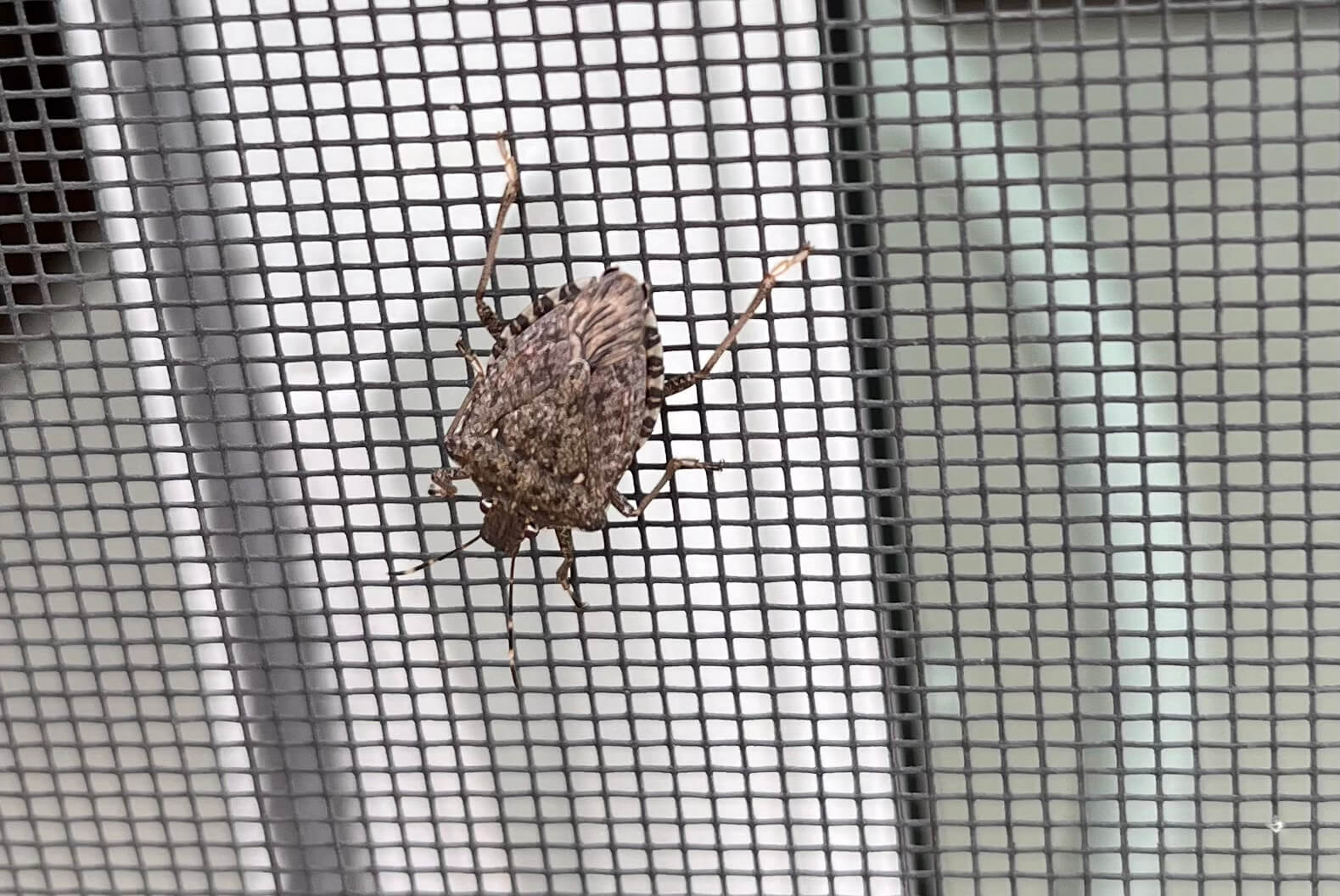 Pest Update Brown Marmorated Stink Bugs Minnesota State