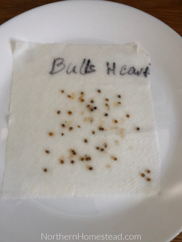 How to Soak or Sprout Seeds Before Planting Northern Homestead