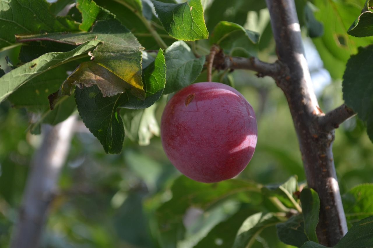 Dave, an Enthusiastic Northern Fruits and Berry Grower Northern Homestead