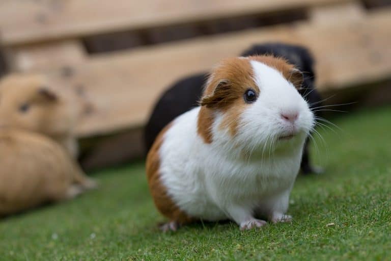 Guinea Pig Breeds Complete Guide 2021 Northern Nester