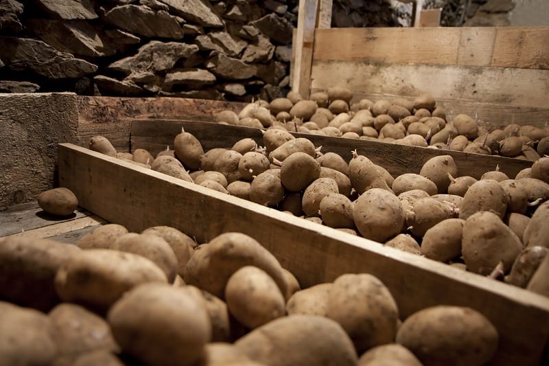 How to Store Potatoes 6 Different Ways to Keep Them Fresh Northern