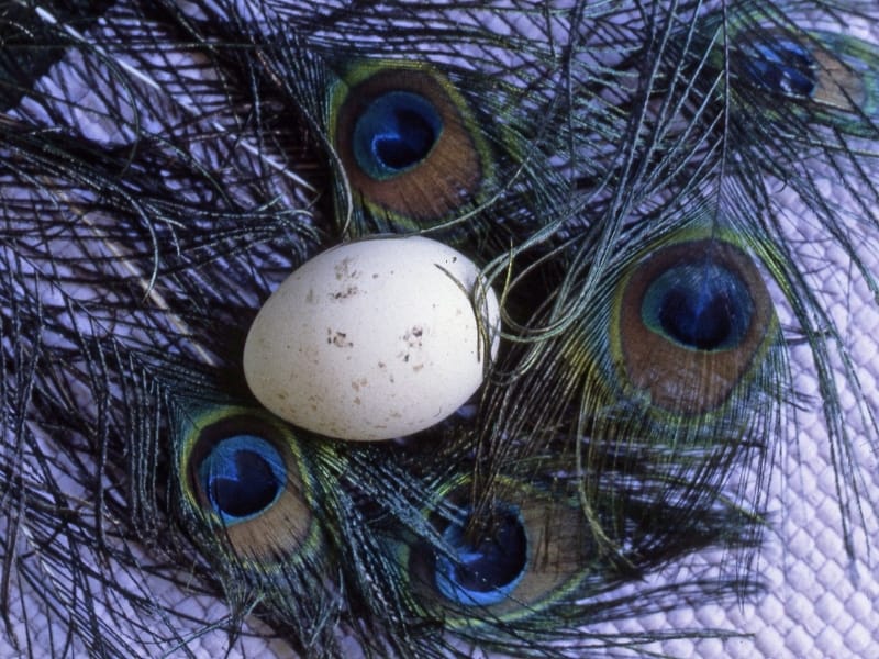 Peacock Eggs
