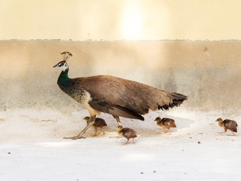 Peacock Chicks Peafowl Breeding 101 Northern Nester