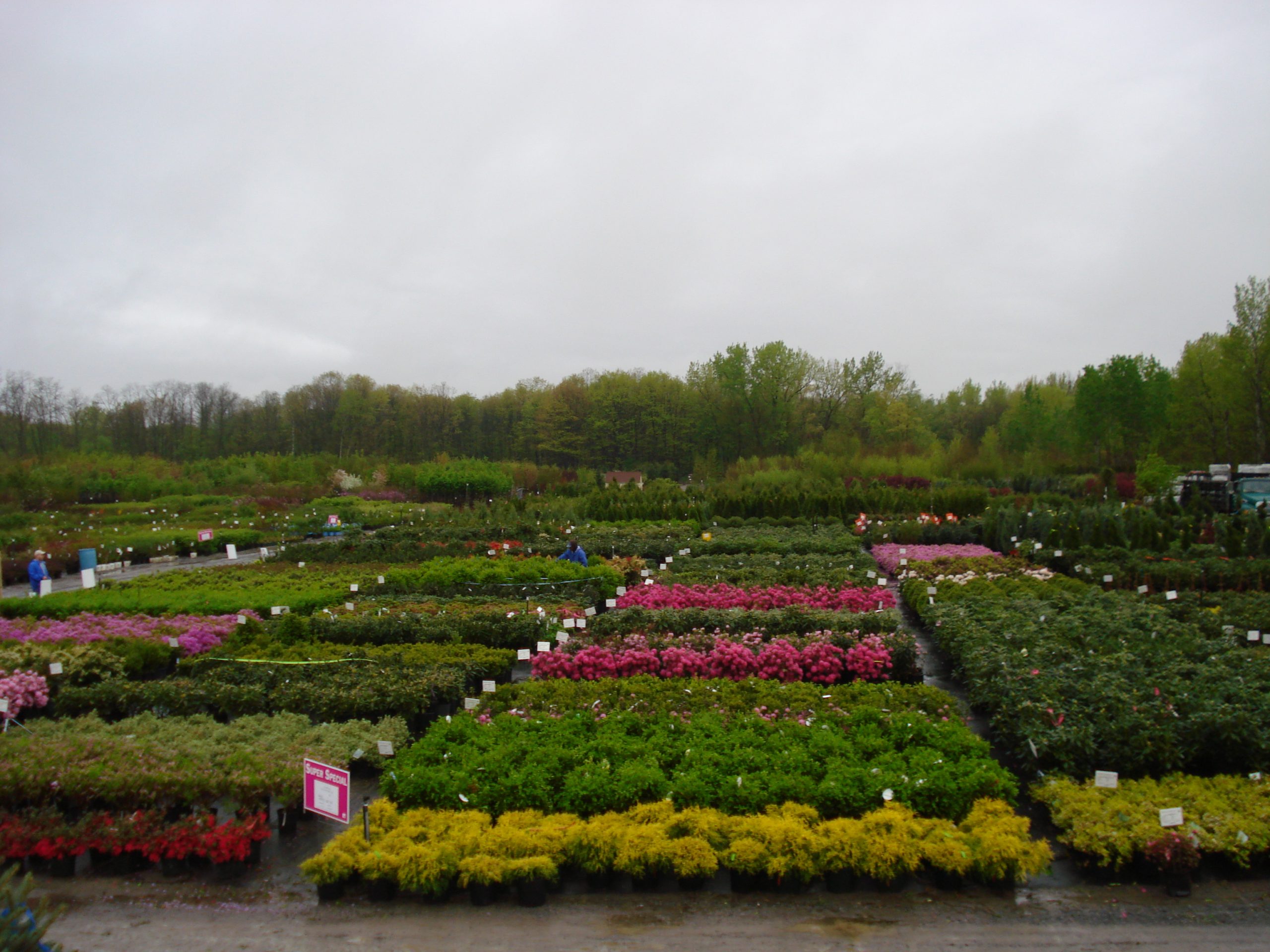 NN Gallery Northern Nurseries