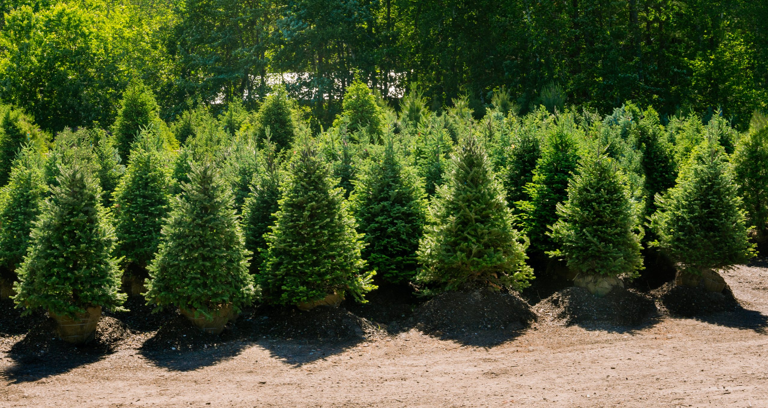 NN Gallery Northern Nurseries