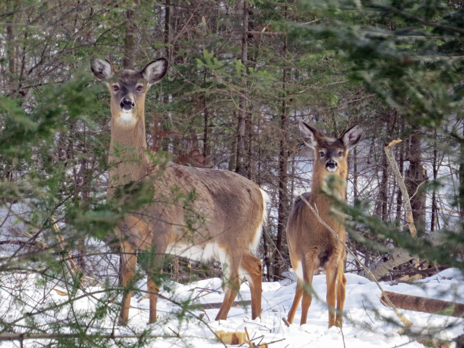 Whitetail Deer Hunting in Maine Northern Pride Lodge