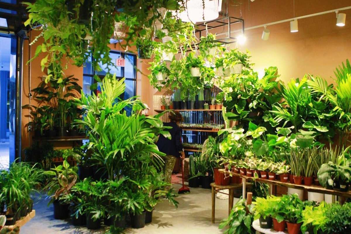 DC’s Beloved Plant Boutique Now has a Branch in Ballston