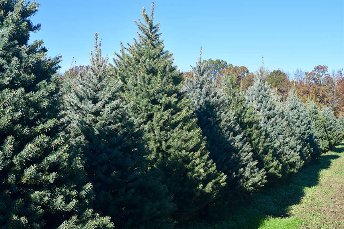 Guide to Christmas Trees in Northern Virginia