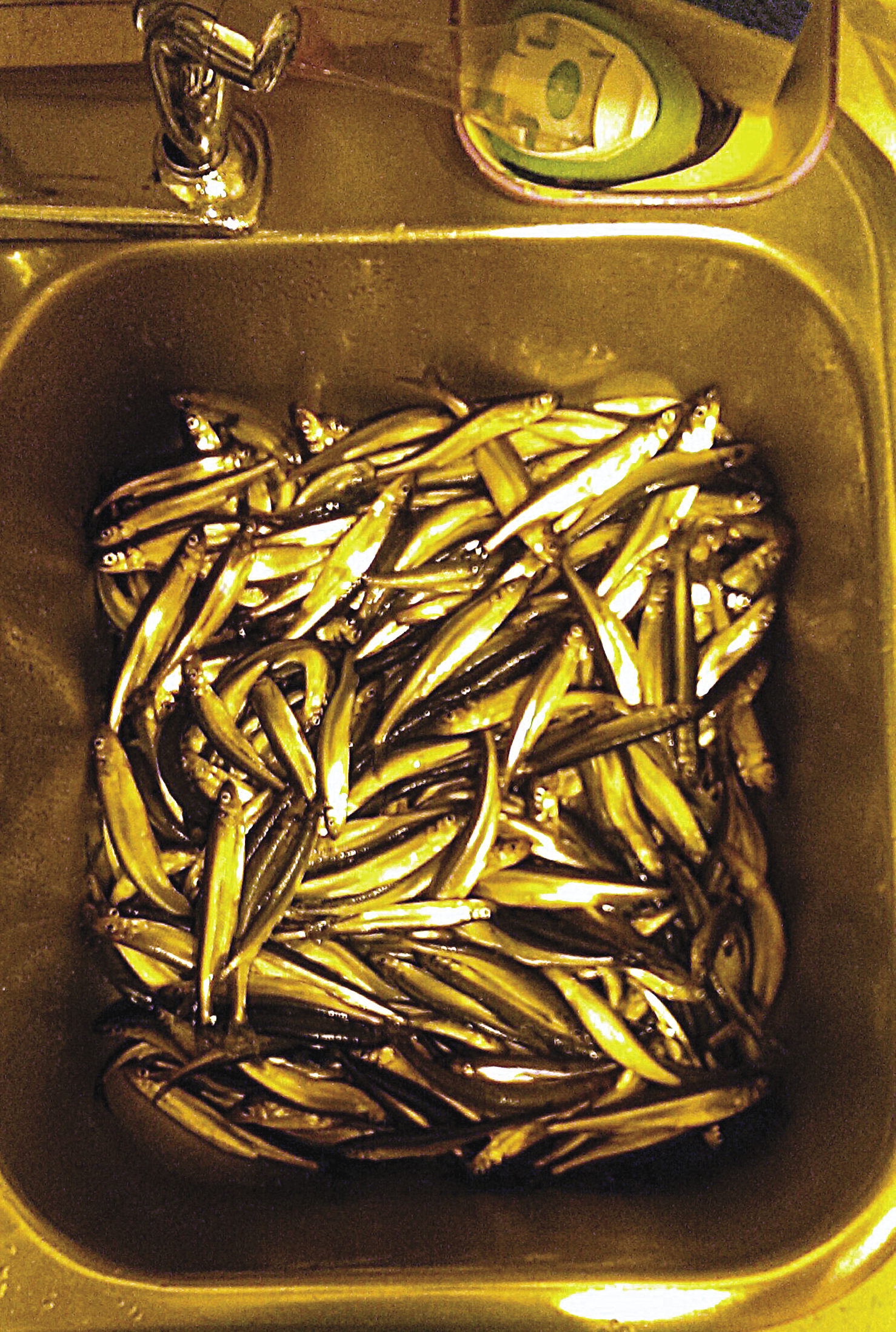 Smelt Small Fish, Big Meaning Northern Wilds Magazine