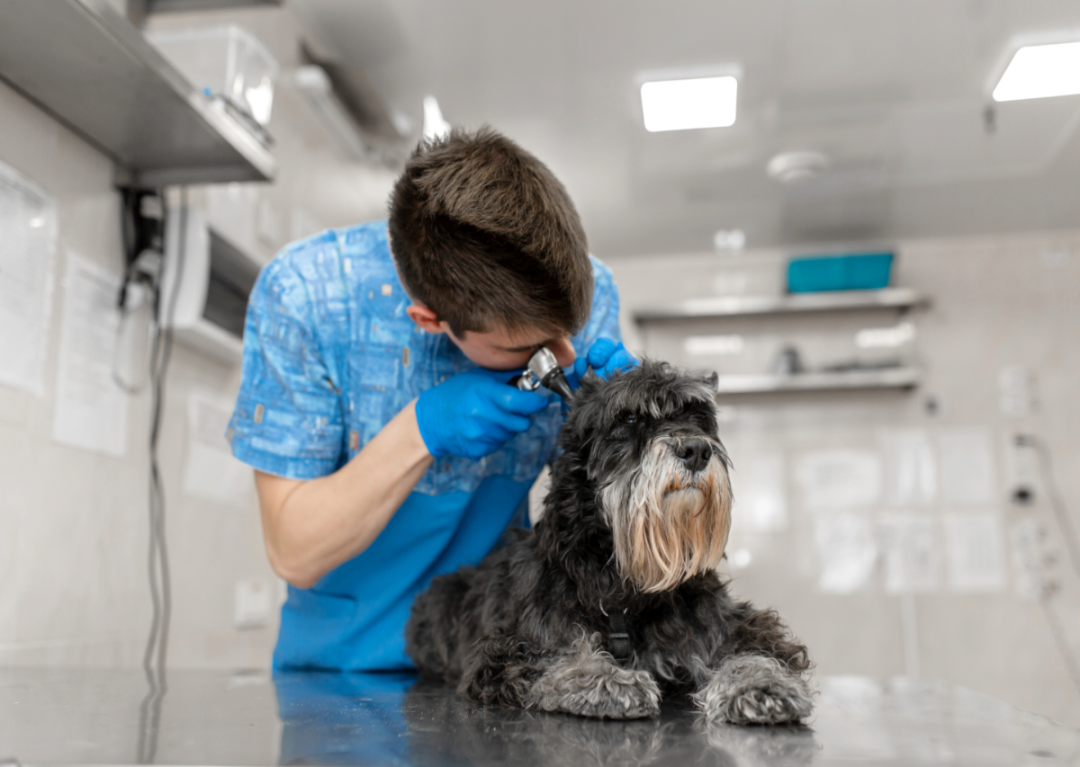 What Happens During My Pet's Spay? North Fork Veterinary Clinic