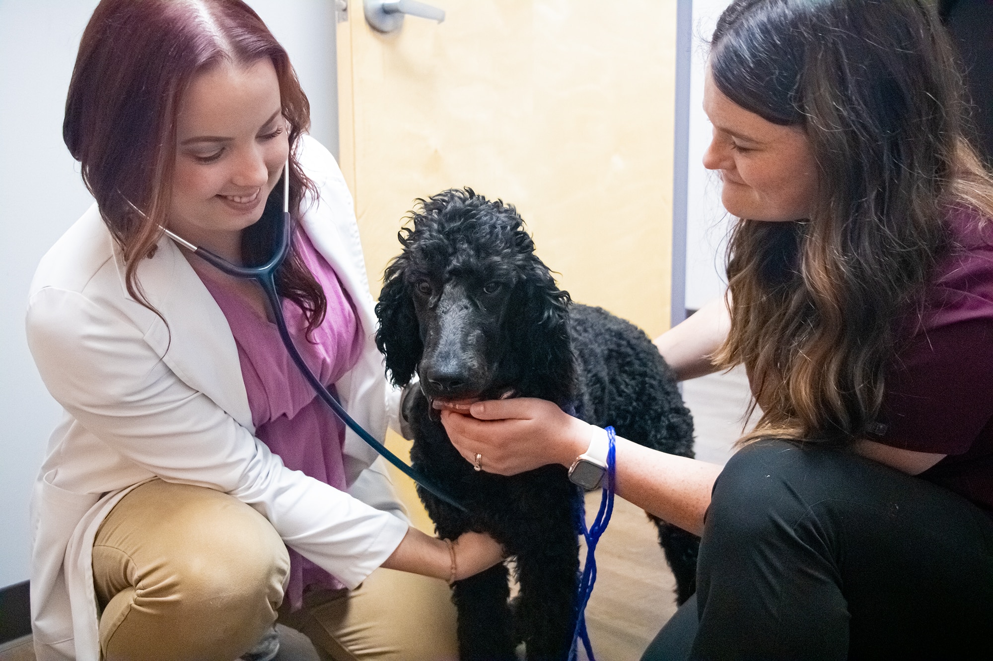 Schedule An Appointment • North Forsyth Animal Hospital