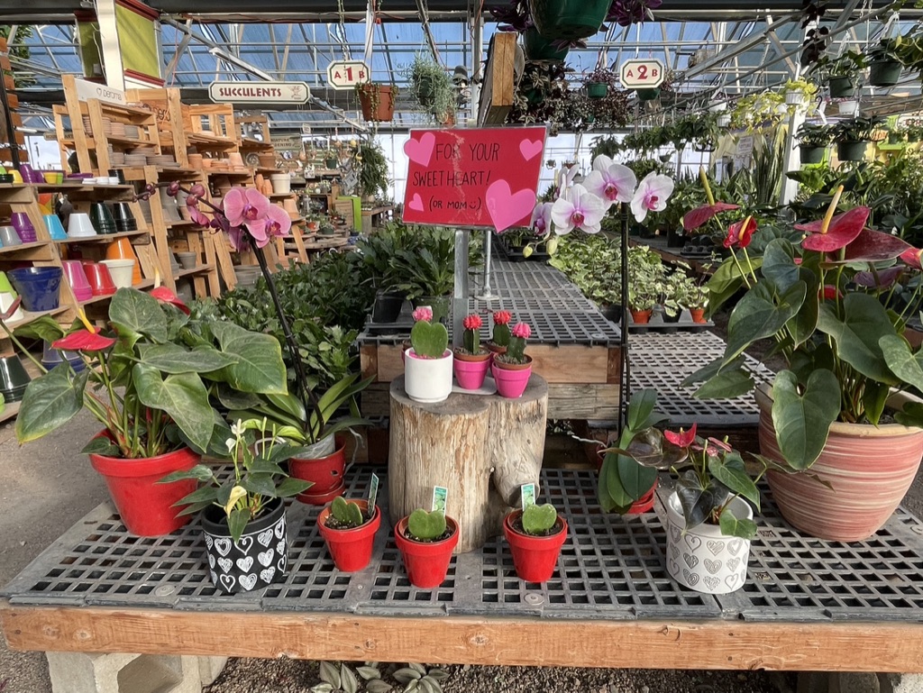 Valentine’s Gift Plants