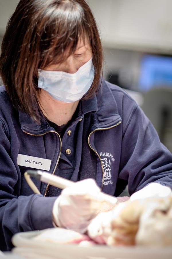 Pet Dentistry in North Hampton North Hampton Animal Hospital