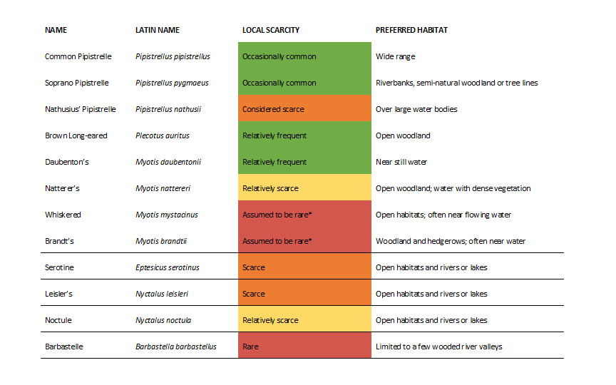 A Twilight Aerial Display Bats in North HertfordshireNorth
