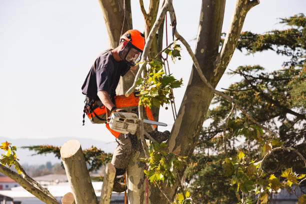 Pittsburgh Tree Removal North Hills Tree Service