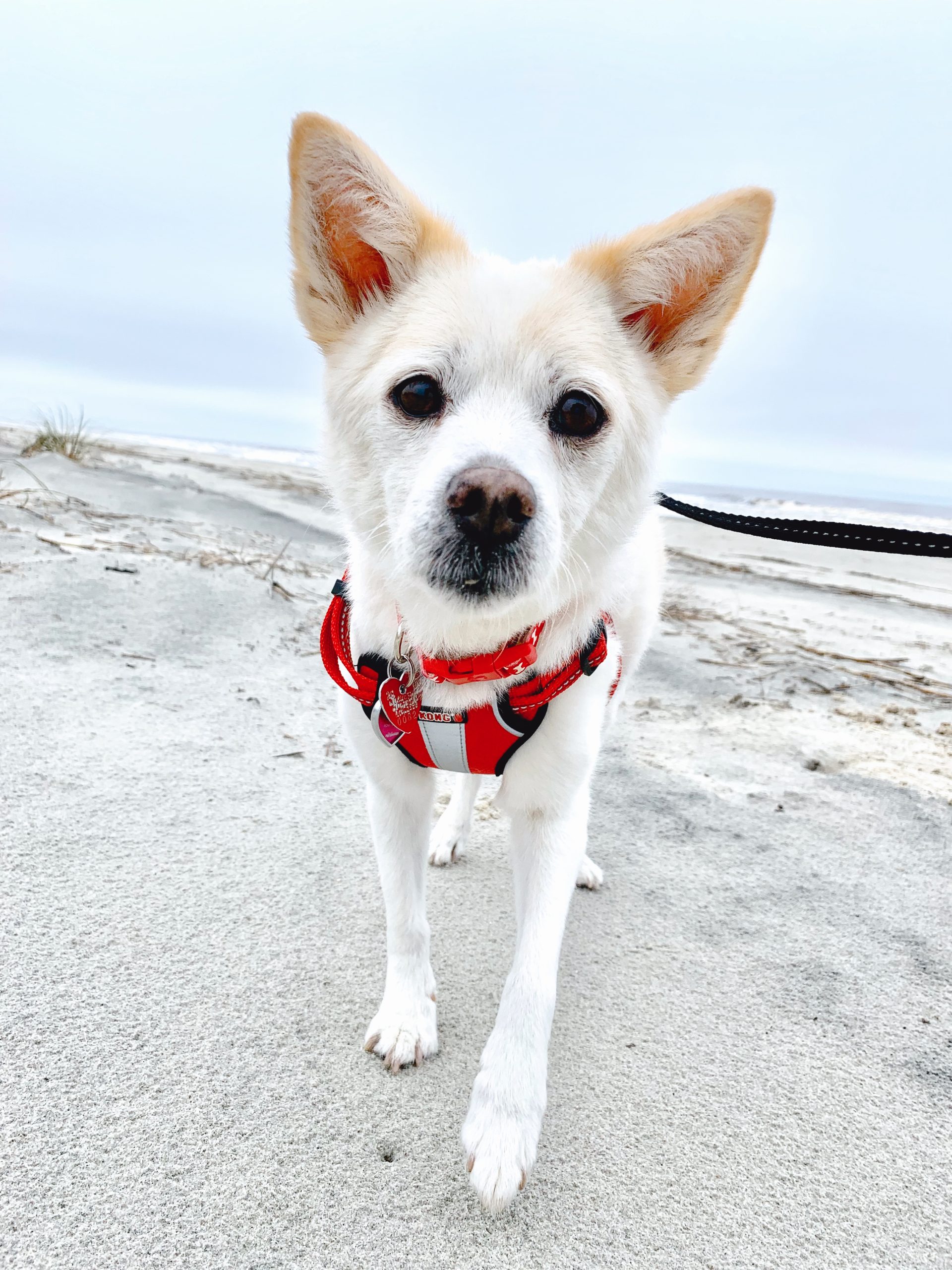 Pet Memorial in Rochester Hills North Hills Veterinary Hospital